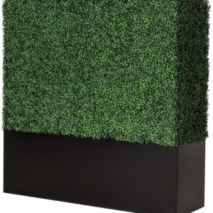 Boxwood hedge wall rentals